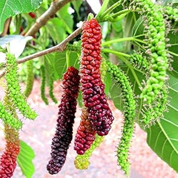 Long Mulberry Morus alba seeds for planting in home garden
